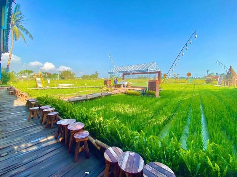 Cánh đồng lúa nhìn từ một quán cà phê Hội An như trải dài bất tận