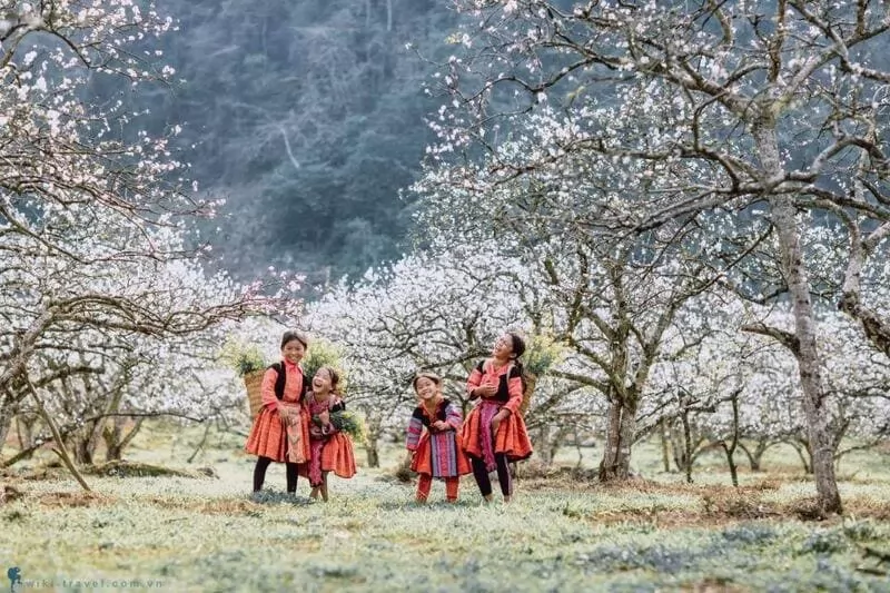 Hoa ban nở rộ - Sắc hồng t&ocirc; điểm cho n&uacute;i rừng T&acirc;y Bắc