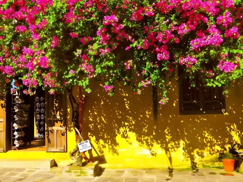 Hoa giấy Hội An rực rỡ, tạo n&ecirc;n n&eacute;t duy&ecirc;n d&aacute;ng v&agrave; l&atilde;ng mạn cho v&ugrave;ng đất cổ k&iacute;nh