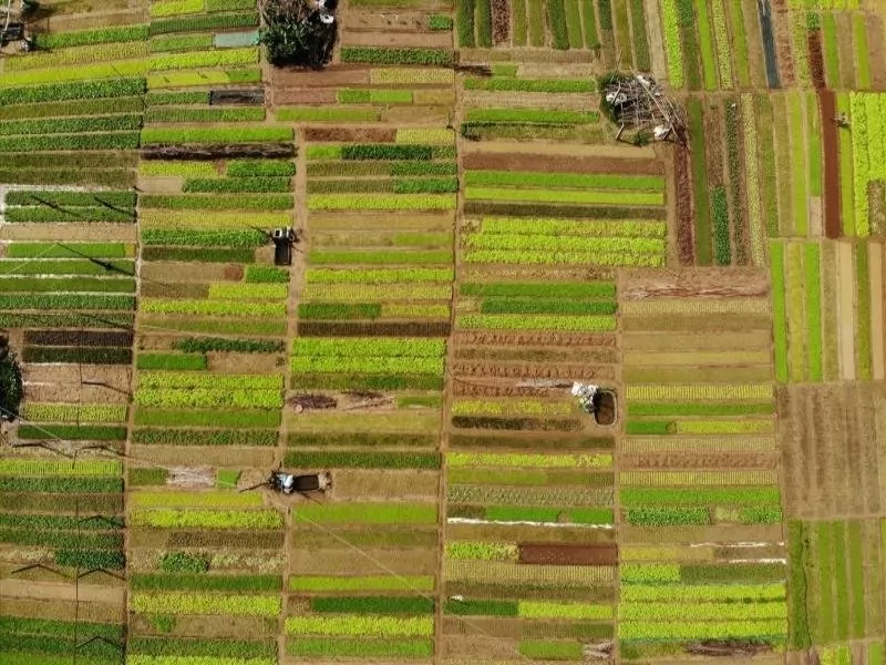 L&agrave;ng rau Tr&agrave; Quế với g&oacute;c nh&igrave;n ấn tượng&nbsp;