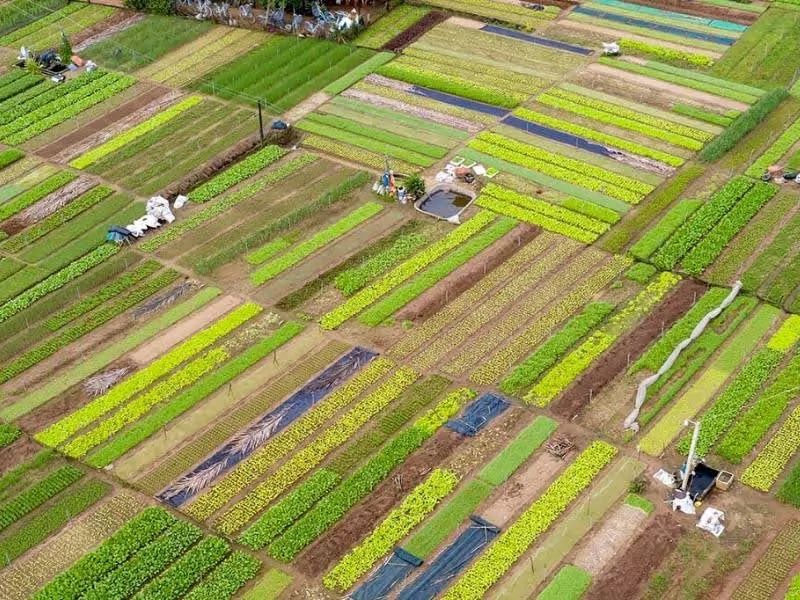 L&agrave;ng rau Tr&agrave; Quế