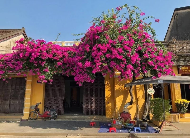 Ngôi nhà hoa giấy Hội An