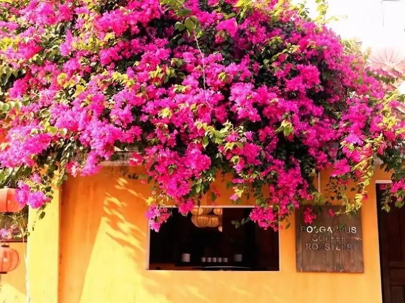 Phố cổ Hội An với gi&agrave;n hoa giấy rực rỡ &ndash; background tuyệt vời cho bức ảnh sống ảo của bạn!