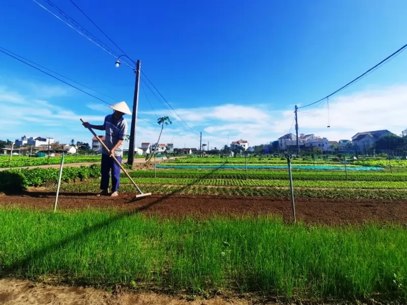 Ruộng rau xanh m&aacute;t bao quanh l&agrave;ng qu&ecirc; Tr&agrave; Quế y&ecirc;n b&igrave;nh