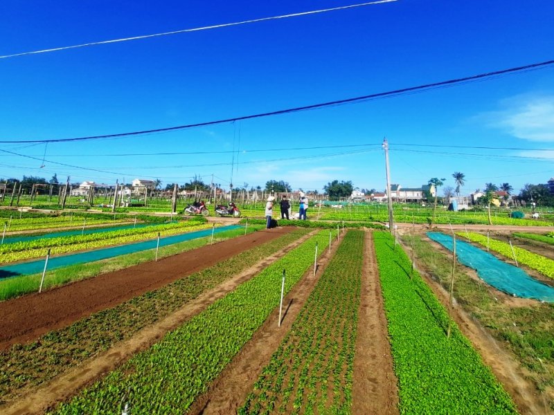 Tấm thảm thiên nhiên tại làng rau Trà Quế