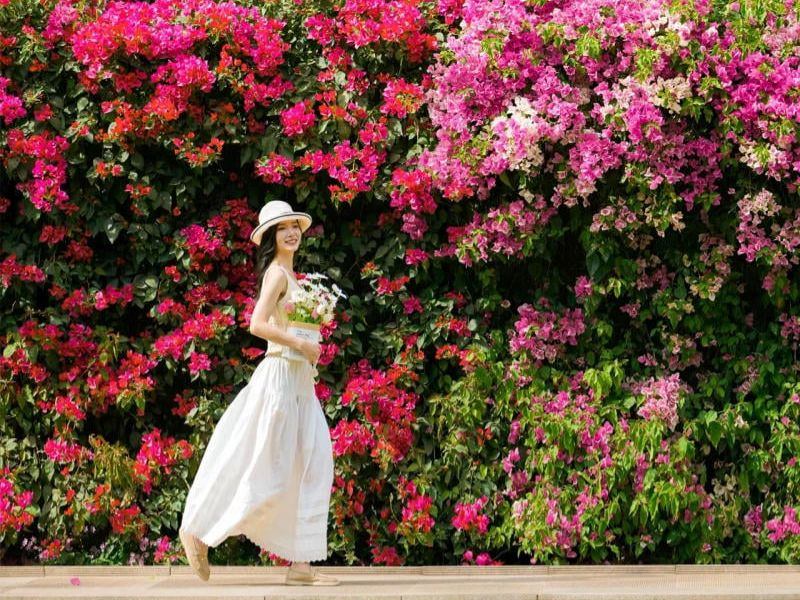 Tỏa sáng giữa dàn hoa giấy Hội An