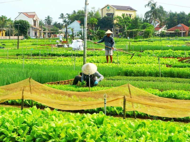 Vườn rau xanh mướt được trồng bởi người dân tại làng rau Trà Quế